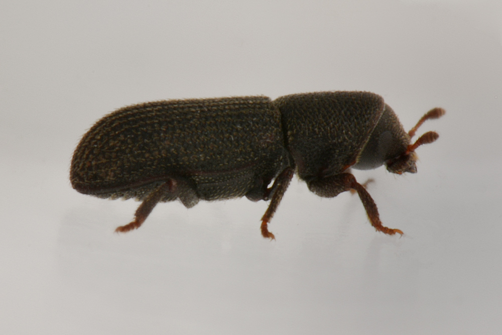 Scolytidae: Hylastes cfr. linearis